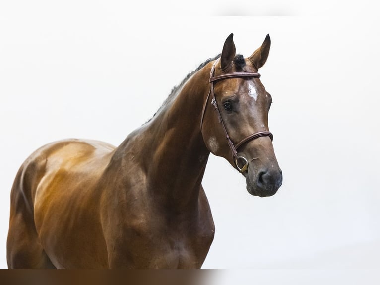 Westphalien Étalon 3 Ans 176 cm Bai in Waddinxveen