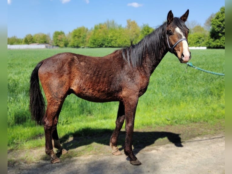 Westphalien Étalon 3 Ans Bai in Steinfurt
