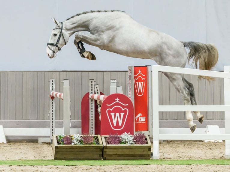 Westphalien Étalon 3 Ans Gris in Münster-Handorf