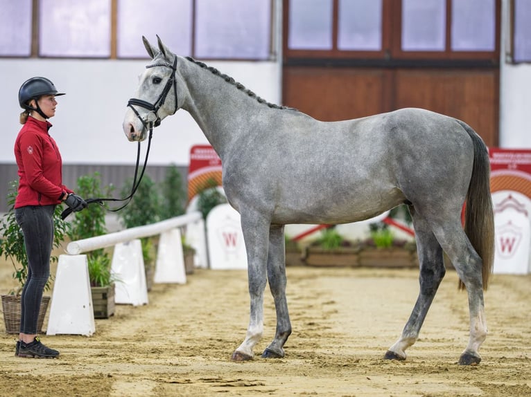 Westphalien Étalon 3 Ans Gris in Münster-Handorf