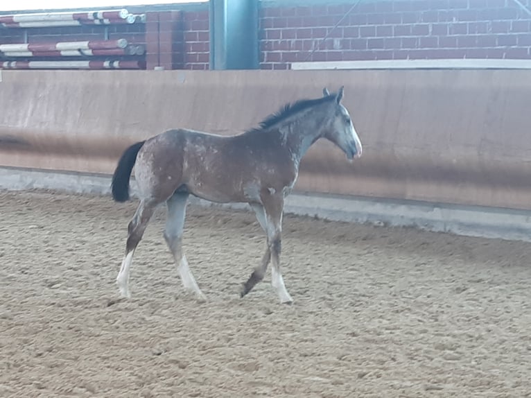 Westphalien Étalon 3 Ans Gris in Waldbröl