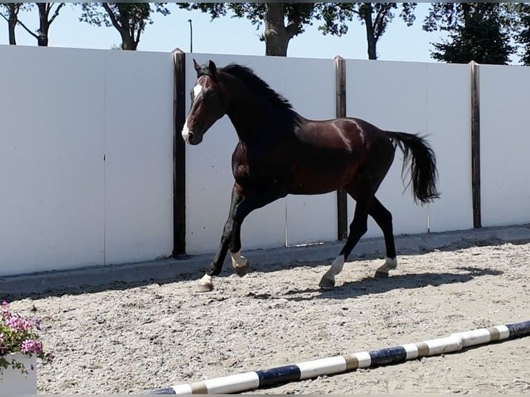 Westphalien Étalon 4 Ans 167 cm  in Waddinxveen