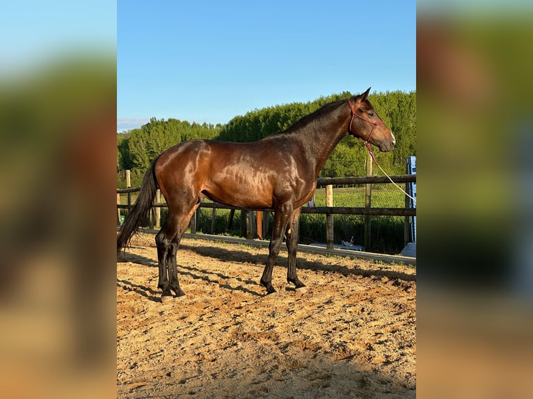 Westphalien Étalon 4 Ans 168 cm Bai in Leon