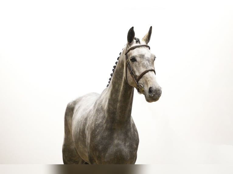 Westphalien Étalon 4 Ans 169 cm Gris in Waddinxveen Westphalien Étalon 4 Ans 169 cm Gris in Waddinxveen