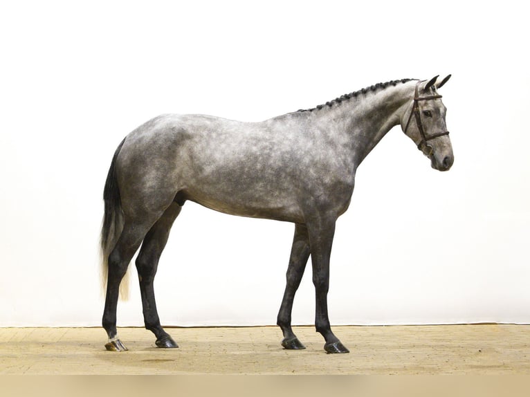 Westphalien Étalon 4 Ans 169 cm Gris in Waddinxveen Westphalien Étalon 4 Ans 169 cm Gris in Waddinxveen