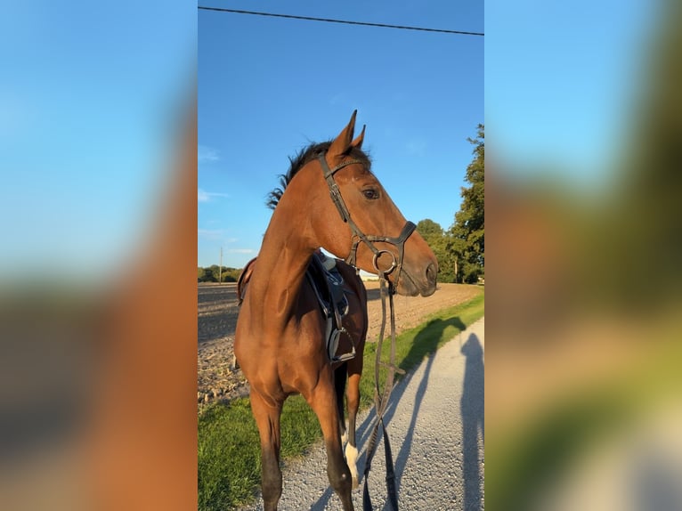 Westphalien Étalon 4 Ans 172 cm Bai in Beelen