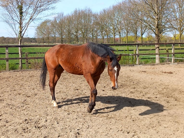 Westphalien Étalon 4 Ans  in Lüdinghausen