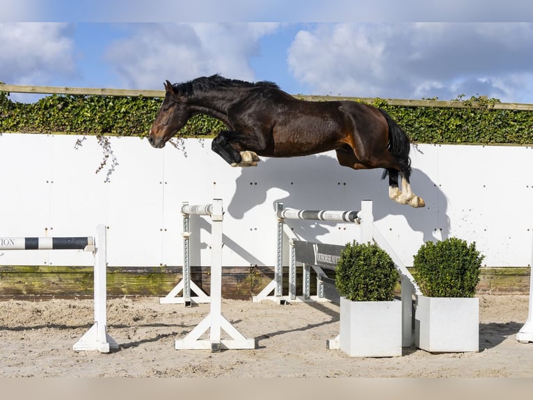 Westphalien Étalon 5 Ans 164 cm  in Waddinxveen