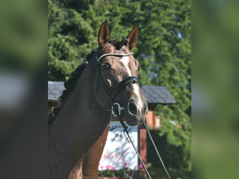 Westphalien Étalon 5 Ans 172 cm Alezan brûlé in Wehretal