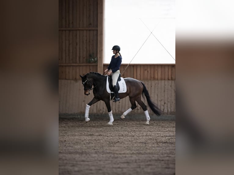 Westphalien Étalon 5 Ans 172 cm Bai in Fürstenau