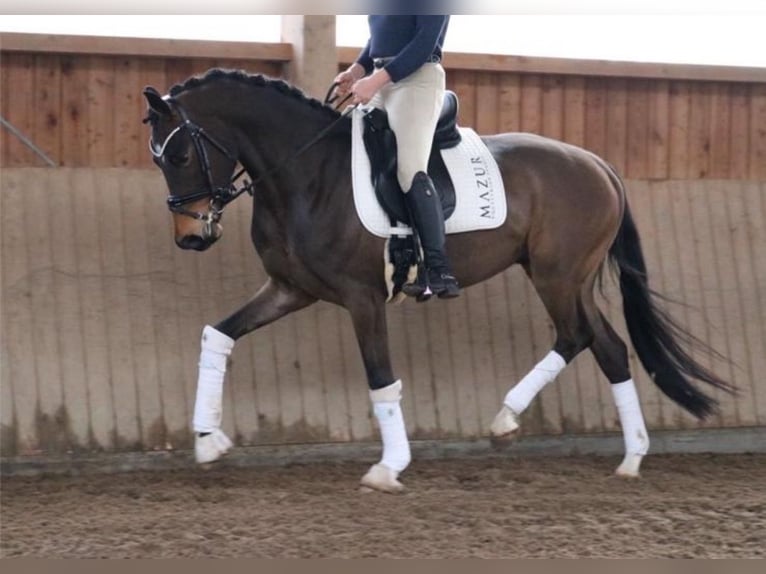 Westphalien Étalon 5 Ans 172 cm Bai in Fürstenau