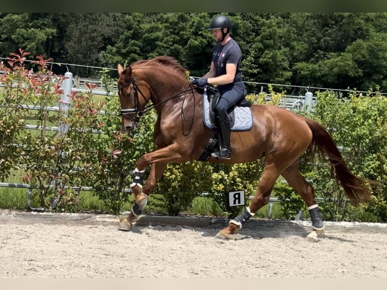 Westphalien Étalon 5 Ans 176 cm Alezan in BexBex