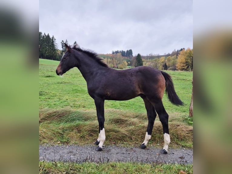 Westphalien Étalon Poulain (06/2025) 165 cm Bai brun in Erndtebr&#xFC;ck