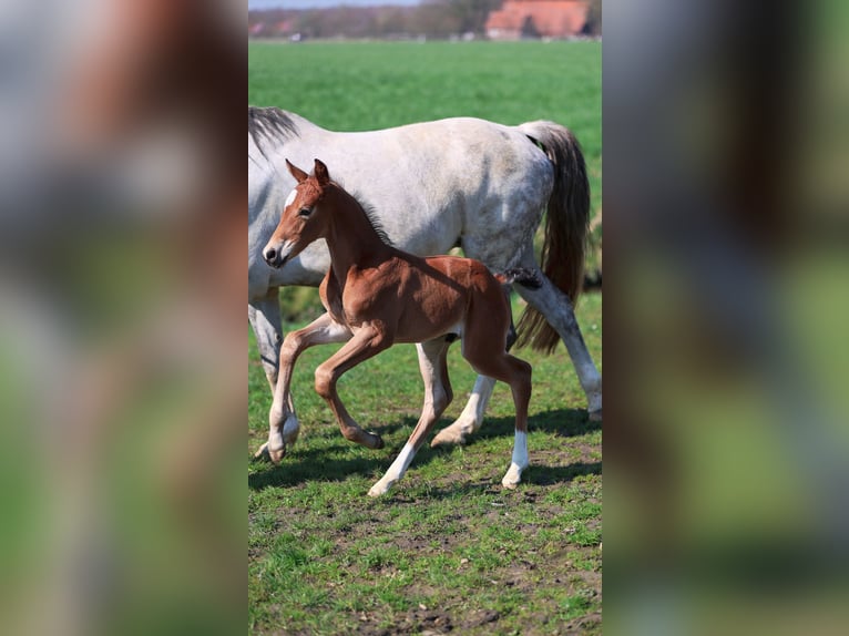 Westphalien Étalon Poulain (03/2026) 165 cm Bai in Münster