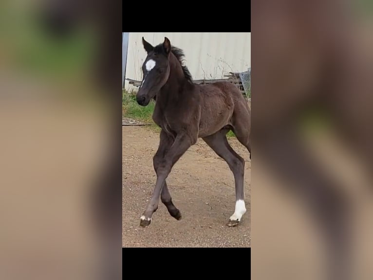 Westphalien Étalon  168 cm Bai brun foncé in Mindelheim