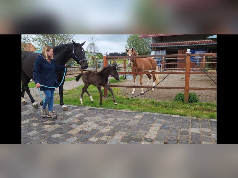 Westphalien Étalon  168 cm Bai brun foncé in Mindelheim