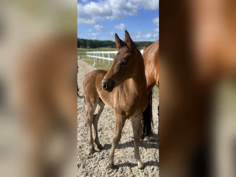 Westphalien Étalon  168 cm Bai in Recke