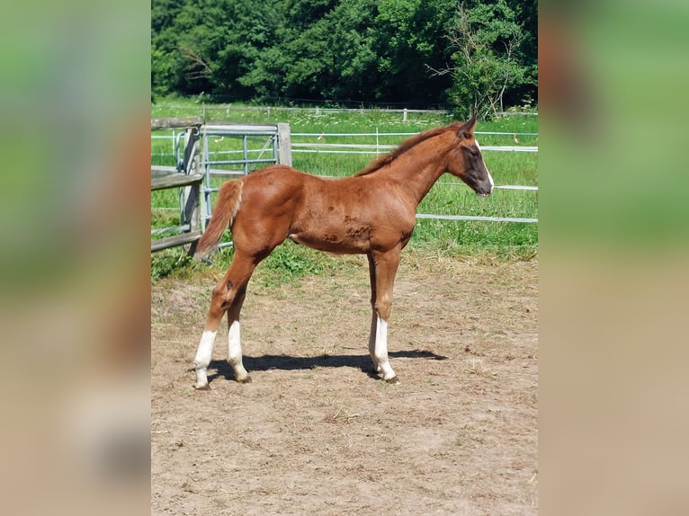 Westphalien Étalon Poulain (05/2026) 170 cm Alezan in Willebadessen