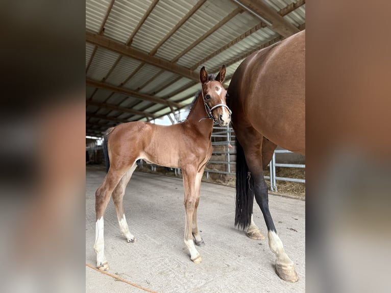 Westphalien Étalon  170 cm Bai brun in Beverungen