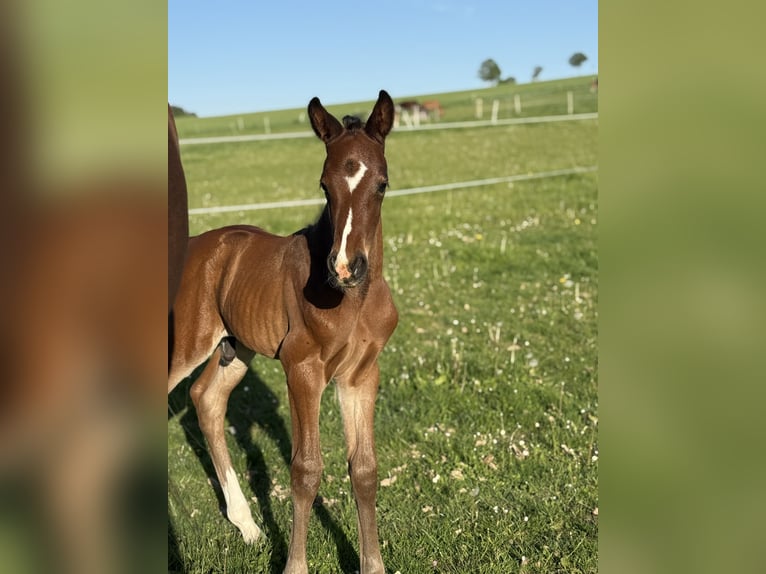 Westphalien Étalon  170 cm Bai brun in Beverungen