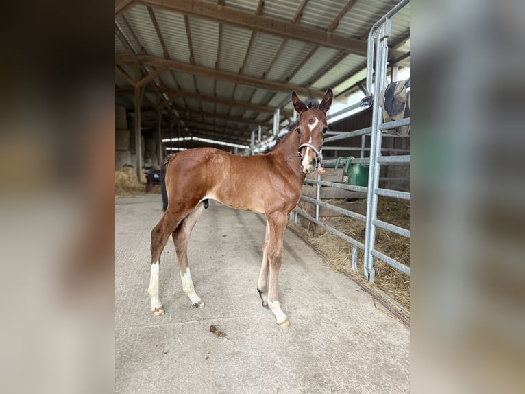 Westphalien Étalon  170 cm Bai brun in Beverungen