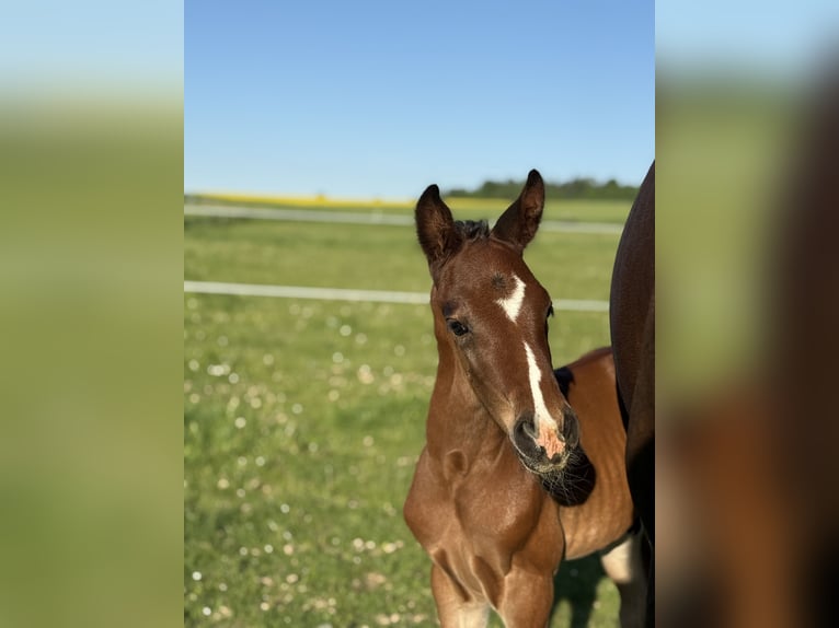Westphalien Étalon  170 cm Bai brun in Beverungen
