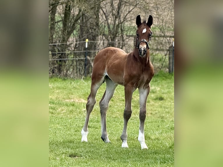 Westphalien Étalon  170 cm Bai in Emmerthal