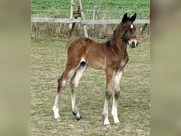 Westphalien Étalon  170 cm Bai in Emmerthal