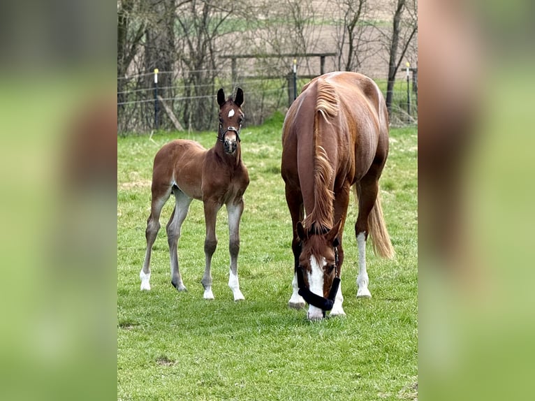 Westphalien Étalon  170 cm Bai in Emmerthal