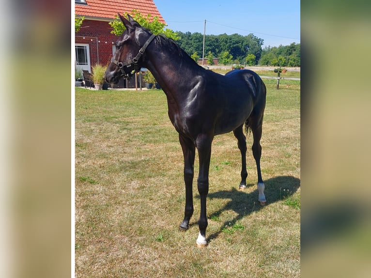 Westphalien Étalon Poulain (04/2025) 170 cm Noir in Warendorf