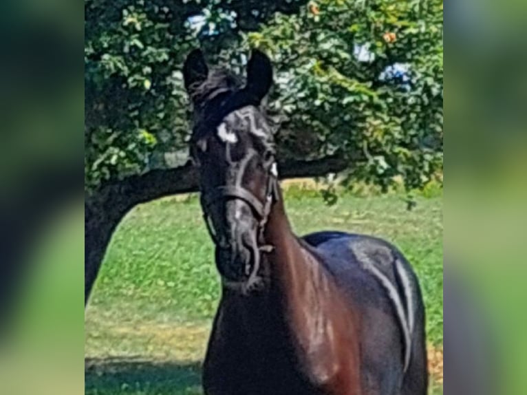 Westphalien Étalon Poulain (04/2025) 170 cm Noir in Warendorf