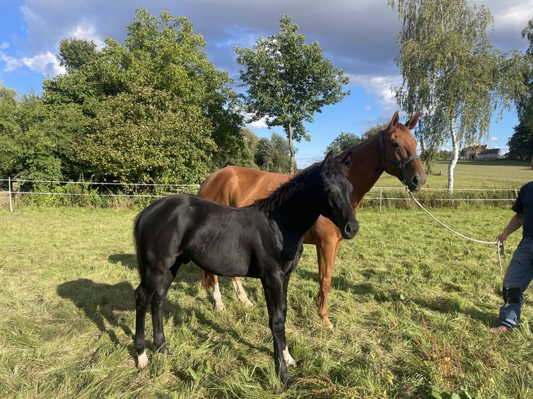 Westphalien Étalon Poulain (04/2025) 170 cm Noir in Uslar
