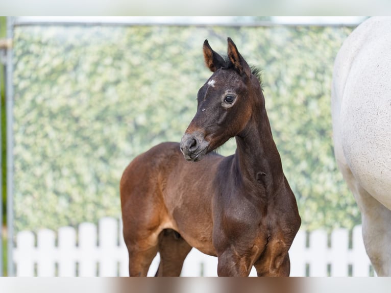 Westphalien Étalon Poulain (06/2026) 170 cm Peut devenir gris in Billerbeck
