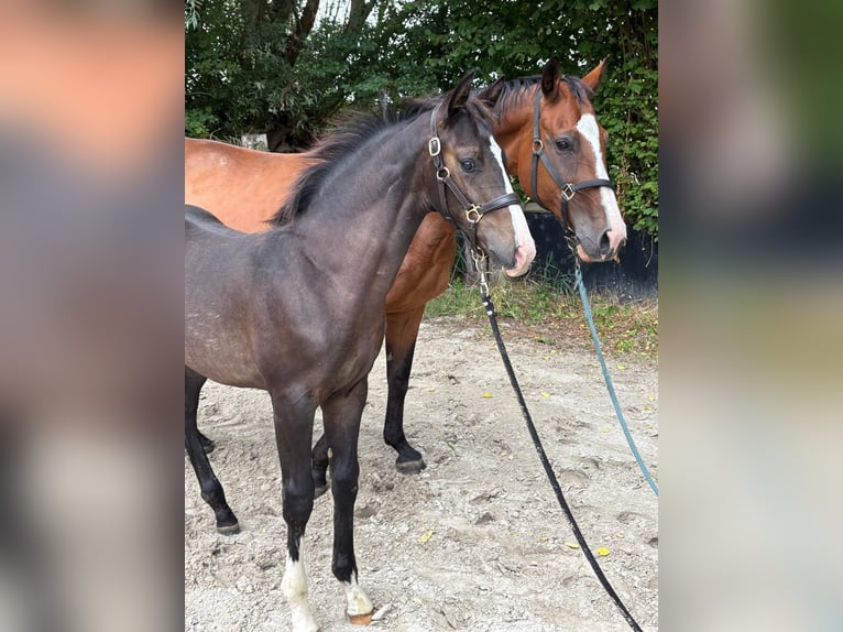 Westphalien Étalon Poulain (04/2025) 171 cm Bai brun foncé in Senden