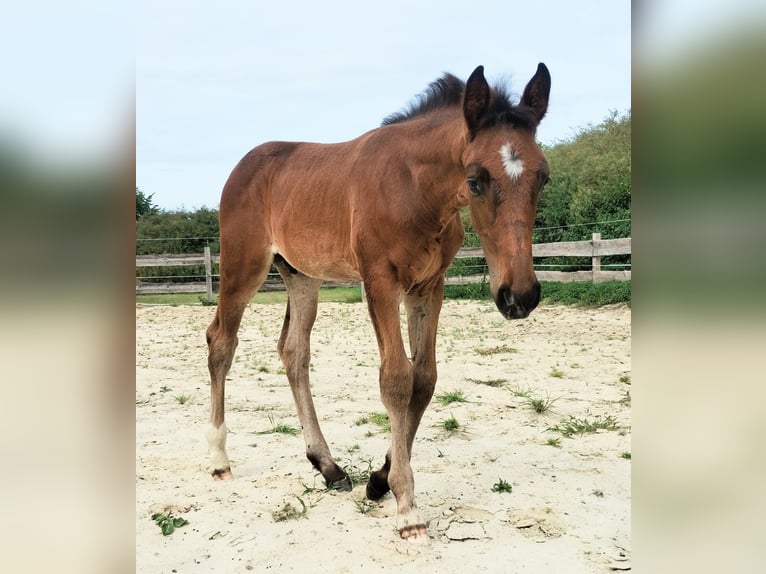 Westphalien Étalon Poulain (06/2025) 172 cm Bai brun foncé in Lathen