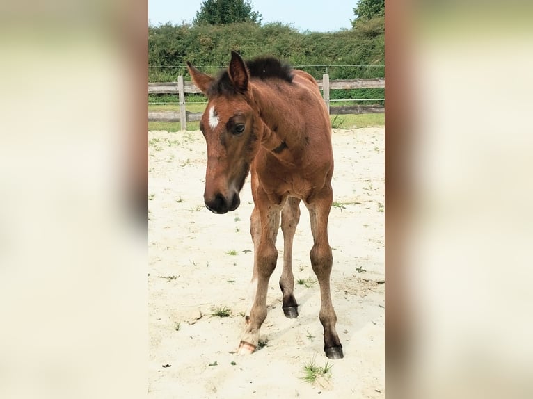 Westphalien Étalon Poulain (06/2025) 172 cm Bai brun foncé in Lathen