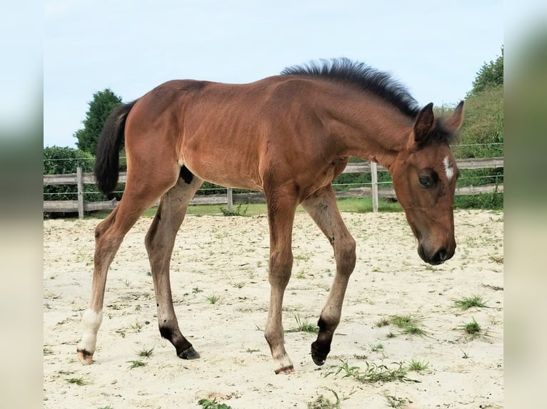 Westphalien Étalon Poulain (06/2025) 172 cm Bai brun foncé in Lathen