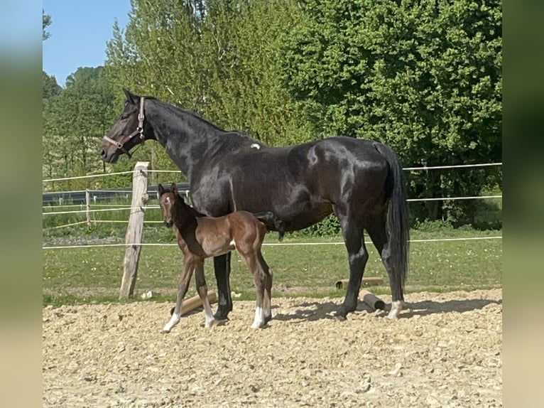 Westphalien Étalon Poulain (05/2025) 172 cm Bai brun in Wipperf&#xFC;rth