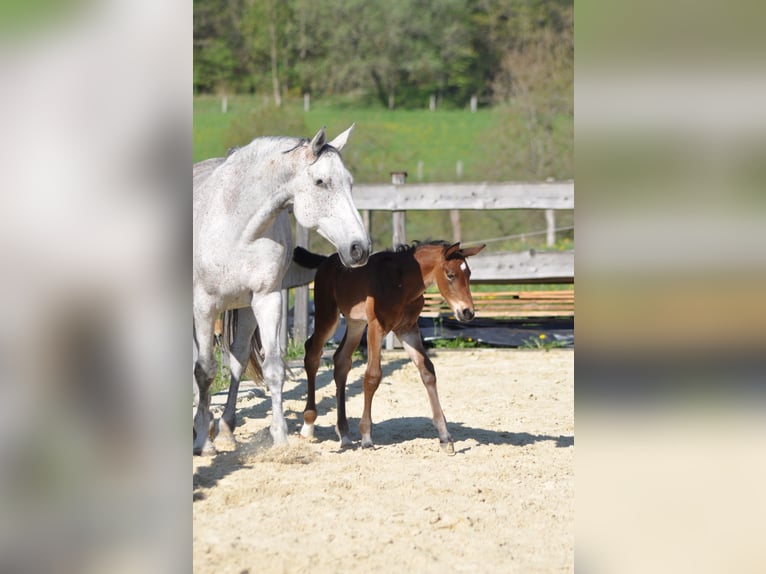 Westphalien Étalon Poulain (04/2025) 173 cm Bai in Kreuztal