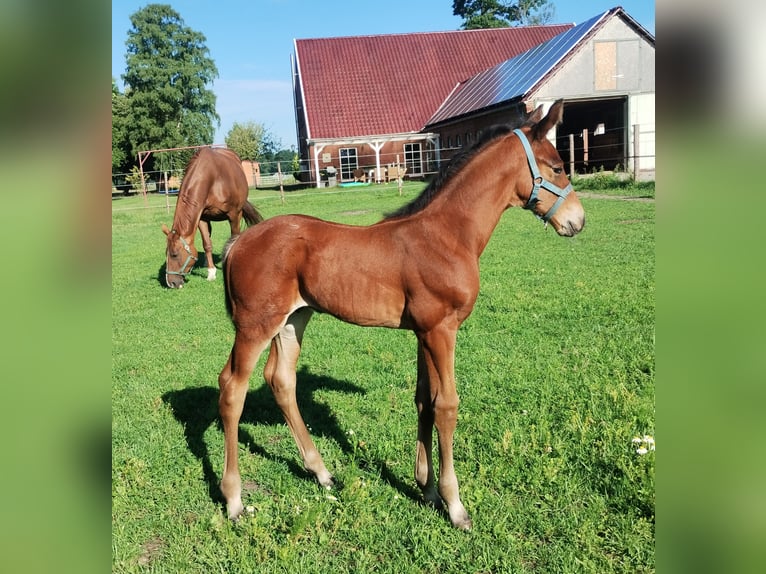 Westphalien Étalon Poulain (06/2025) 175 cm Bai in Lathen