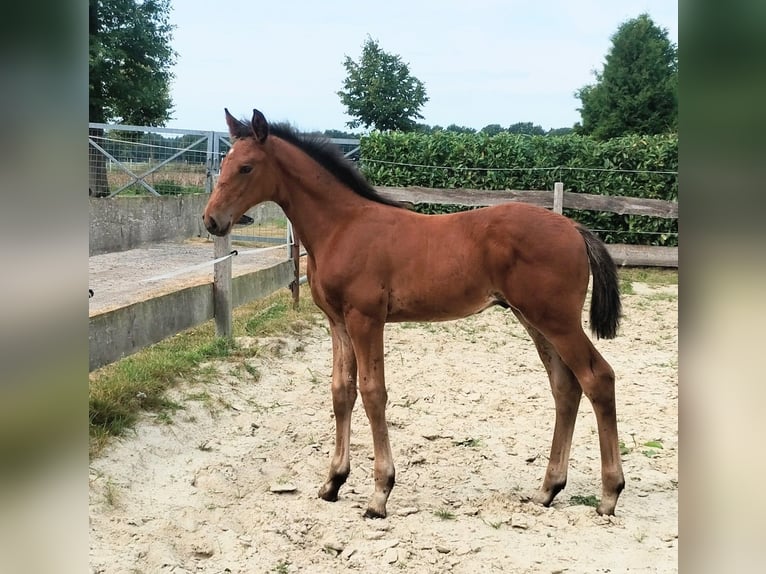 Westphalien Étalon Poulain (06/2025) 175 cm Bai in Lathen