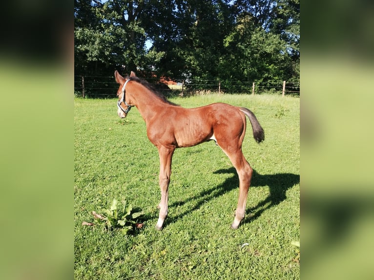 Westphalien Étalon Poulain (06/2025) 175 cm Bai in Lathen