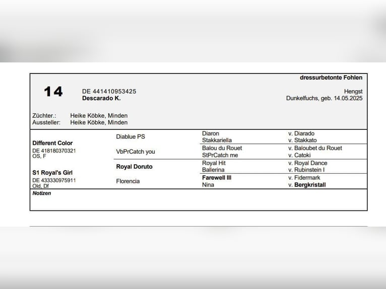 Westphalien Étalon  Alezan brûlé in Minden