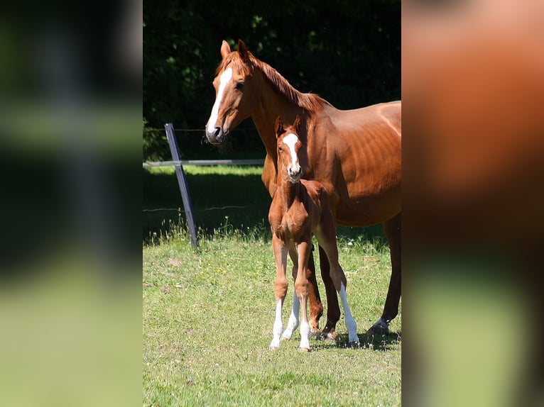Westphalien Étalon  Alezan brûlé in Wesel