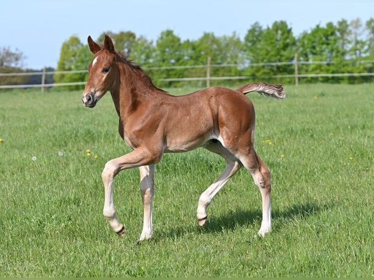 Westphalien Étalon  Alezan brûlé in Reichenwalde