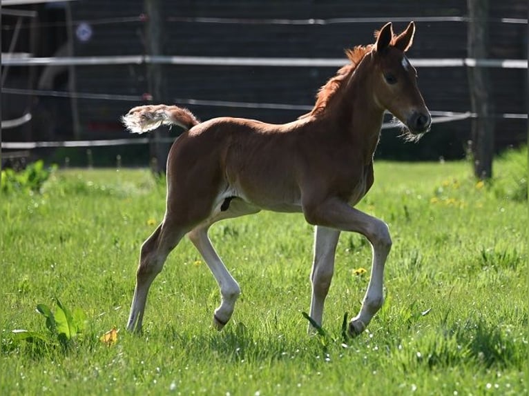 Westphalien Étalon  Alezan brûlé in Reichenwalde