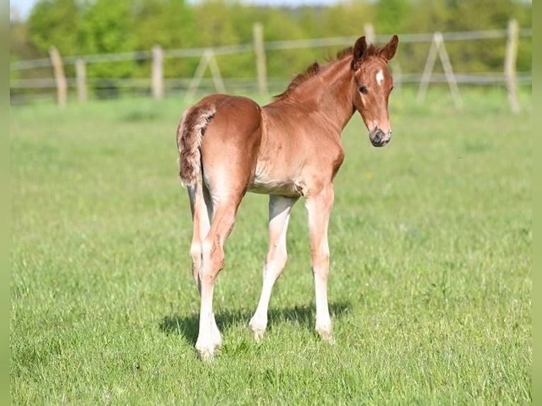 Westphalien Étalon  Alezan brûlé in Reichenwalde