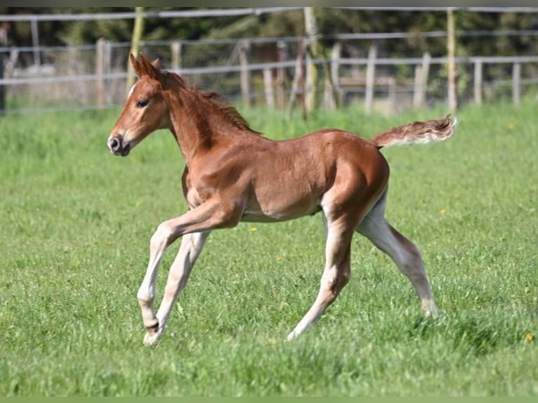 Westphalien Étalon  Alezan brûlé in Reichenwalde