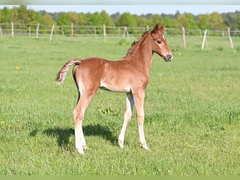 Westphalien Étalon  Alezan brûlé in Reichenwalde