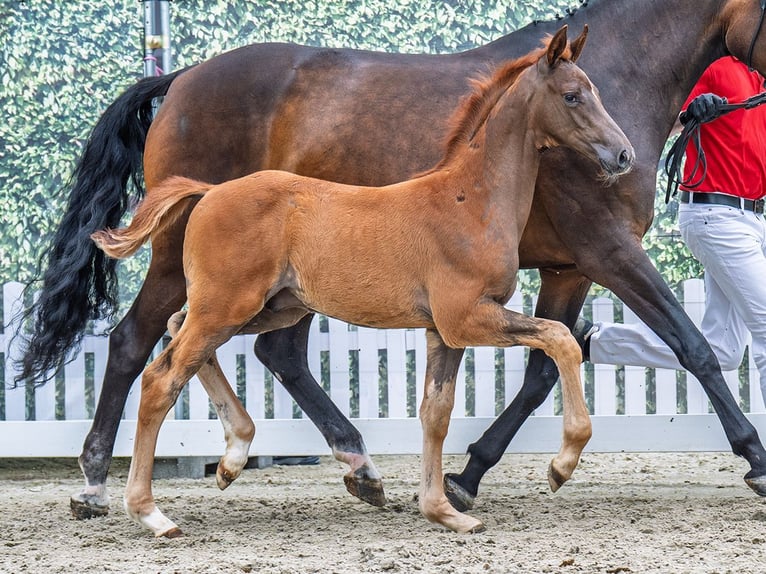 Westphalien Étalon  Alezan brûlé in M&#xFC;nster Handorf